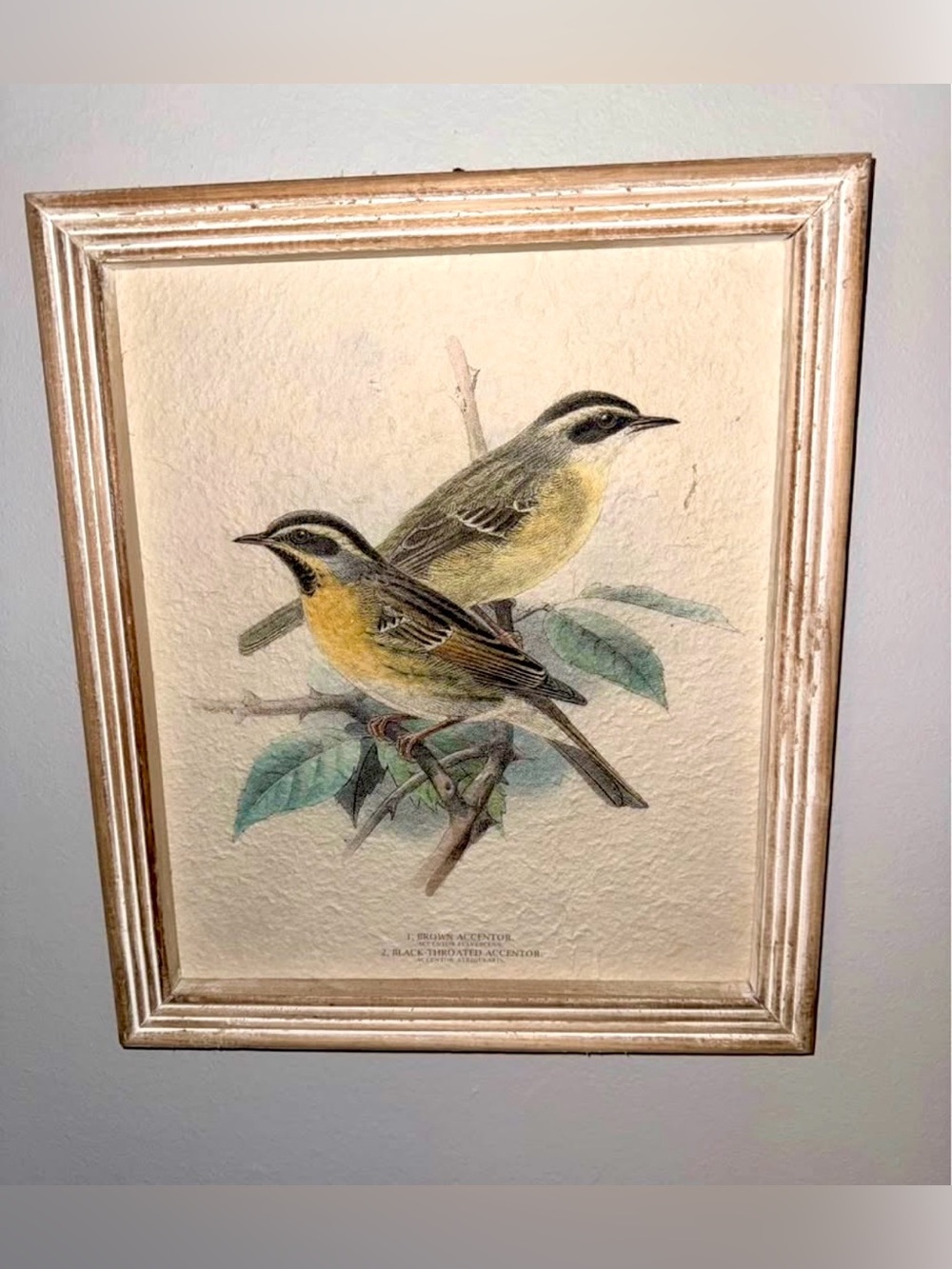 Vintage-Style Bird Illustration Framed Art